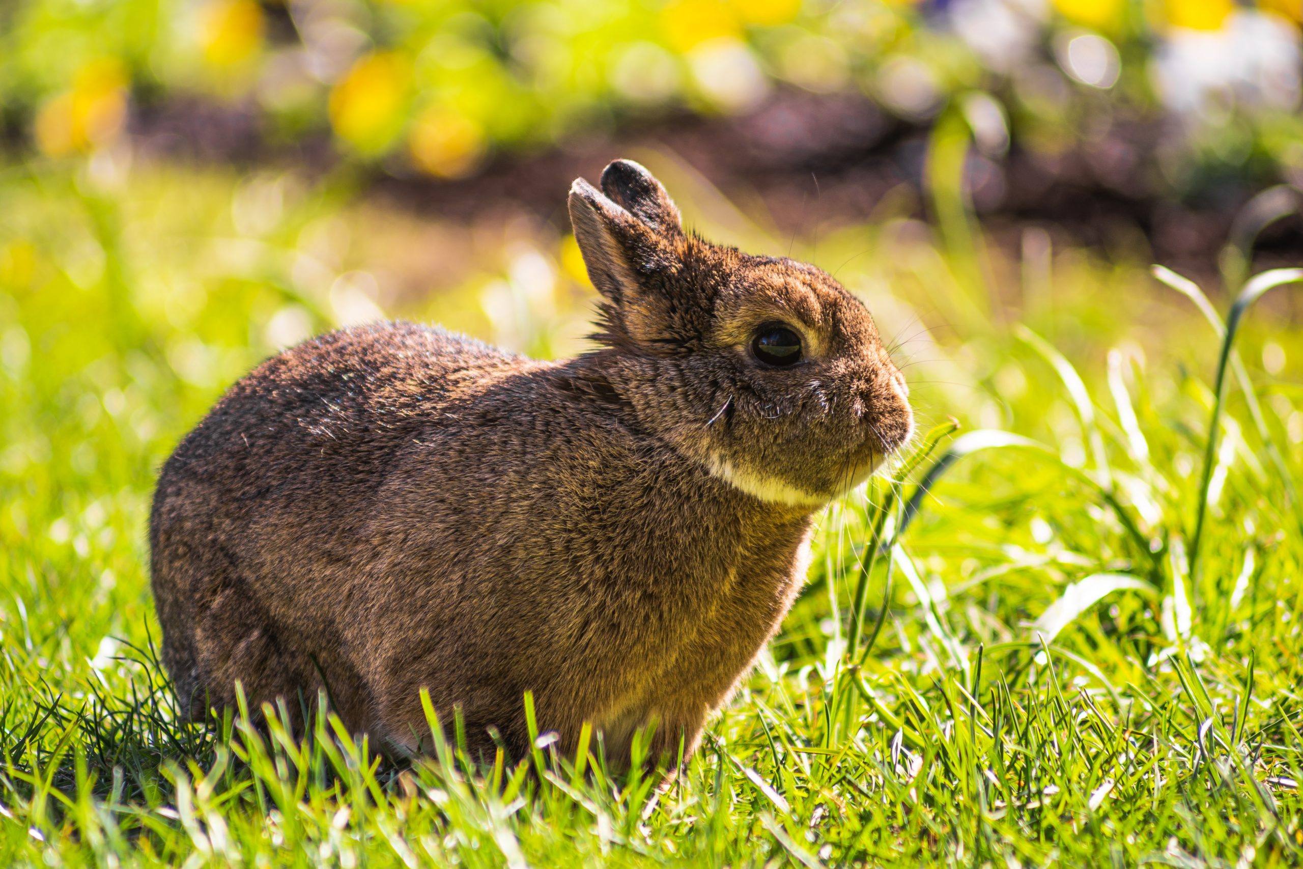 Read more about the article How to Keep Rabbits out of Your Garden