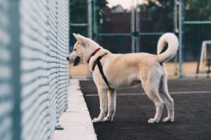 Read more about the article What’s the Best Fence for Dogs?