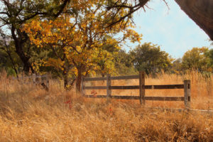Read more about the article How to Replace a Wooden Fence Panel