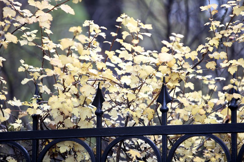 Read more about the article Complete Fall Fence Maintenance Now
