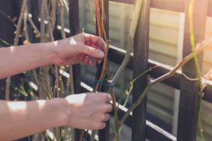 Read more about the article Will Climbing Vines Damage a Wood Fence?