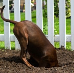 Read more about the article Stop your Dog From Digging