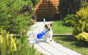 Read more about the article Create a Dog-Friendly Yard