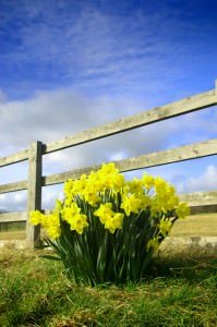 Wood fence with yellow flowers 