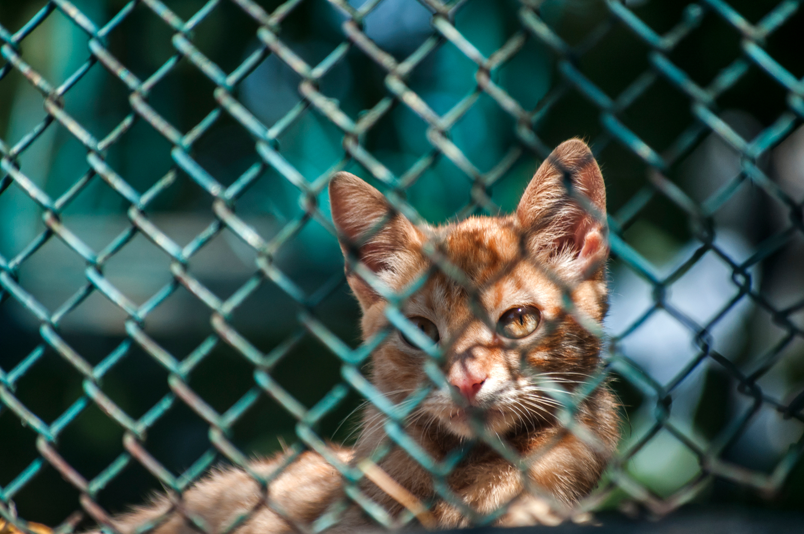 Read more about the article Can Cats Climb Chain Link Fences?