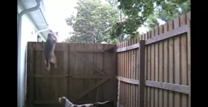 Read more about the article Amazing Fence Climbing Dogs