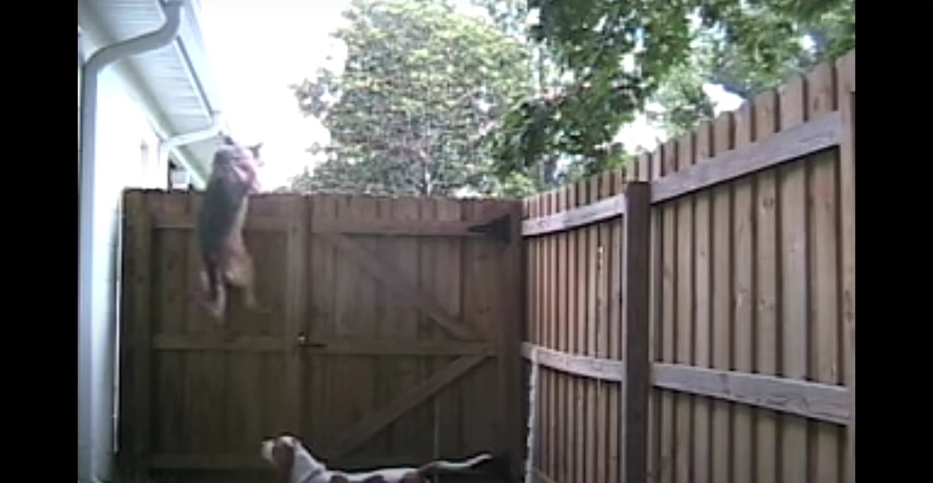 You are currently viewing Amazing Fence Climbing Dogs