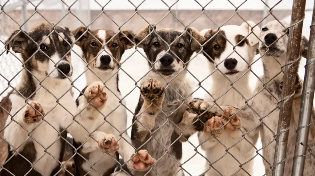 Five dogs looking through a chain link fence to help illustrate How to Build a Dog Run in Your Backyard and best fencing for dog runs