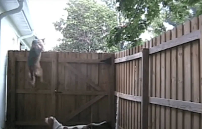 Screenshot of a fence climbing dog to help illustrate best fencing for dog runs