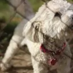 How to Build a Dog Run in Your Backyard