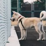 Best Fencing for Dog Runs