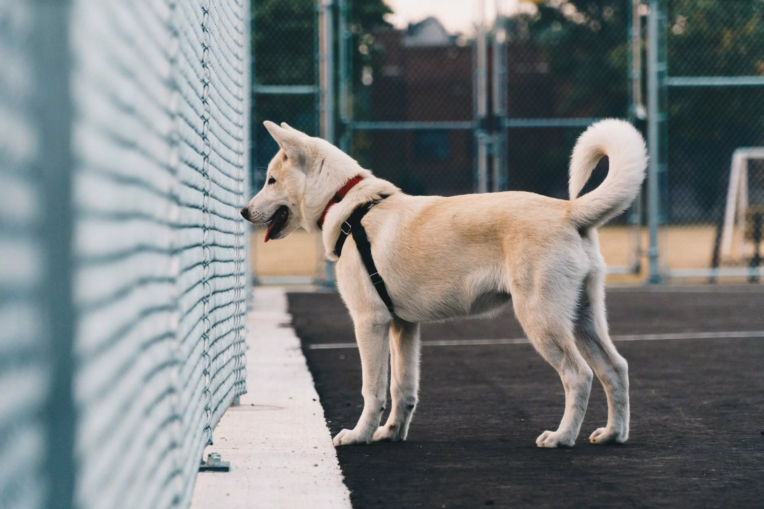 You are currently viewing What’s the Best Fence for Dogs?