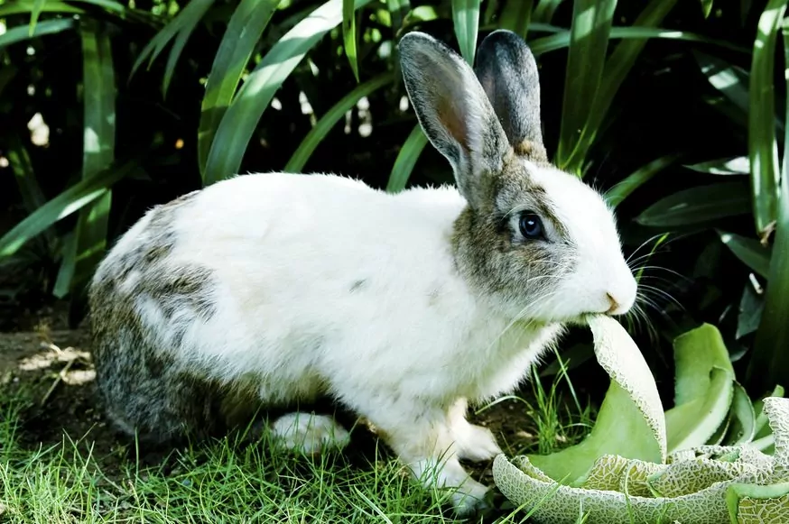 Cute fluffy Rabbit attempting to eat vegetables