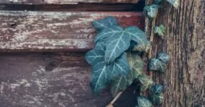 ivy growing on a wooden fence