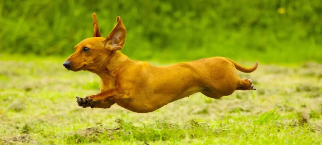 A dachshund in mid-flight as it runs to help illustrate How to Build a Dog Run in Your Backyard and best fencing for dog runs.