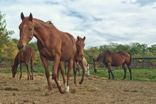 Read more about the article Best Types of Fencing for Horses