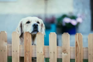 Curious dog looks over the garden fence