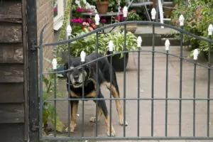 Read more about the article Dog Fence Aggression And How To Prevent It