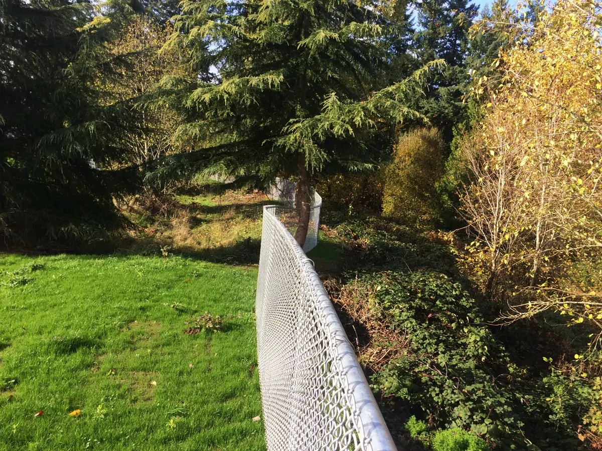 A galvanized chain link fence running through a wooded Pacific Northwest yard, which resists rust and holds up well in wet climates.